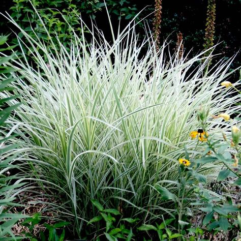 The 22 Best Ornamental Grasses for Adding Drama to Your Property