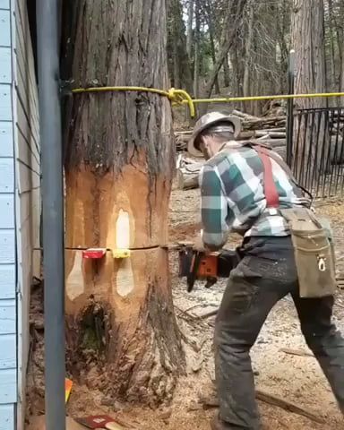 Woodworking Factory, Arborist Climbing, Lumberjack Style, Farnham Surrey, Tree Climbing, Woodworking School, Tree Felling, Amazing Woodworking, Large Tree