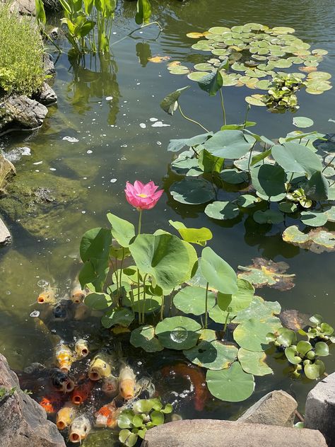 Cottagecore Pond, Pond Nails, Link Illustration, Waterlily Pond, Pond Life, Lotus Pond, Fish Wallpaper, Lake Fishing, Oil Pastels