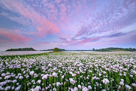 Flower Desktop Wallpaper, Seasonal Photography, Pink Wallpaper Desktop, White Poppies, Poppy Fields, Field Wallpaper, Breathtaking Photography, Seascape Photography, Never Leave Me