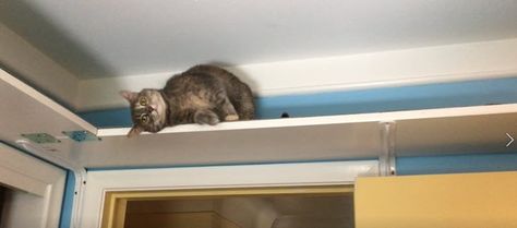 7 tips for DIY cat wall shelves and walkways Cat Wall Walkway, Cat Proof Shelf, Cat Walkways In House, Indoor Cat Walkway, Cat Shelf Wall Ideas, Diy Cat Wall Shelves Small Spaces, Diy Wall Cat Bed, Diy Cat Walkway, Indoor Cat Wall Ideas