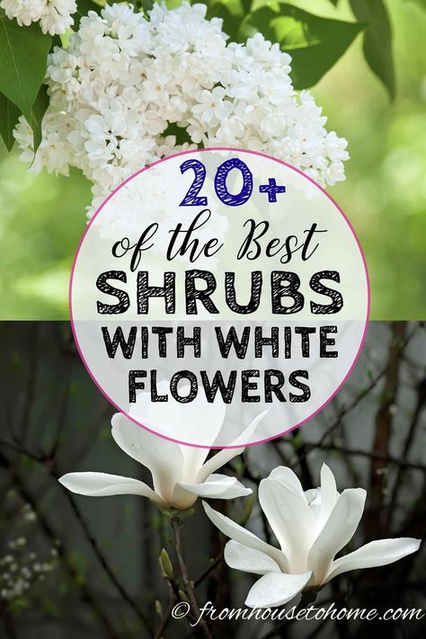 Shrubs With White Flowers, Perennial Bushes, Growing Gardenias, White Flowering Shrubs, White Flowers Garden, Dogwood Blooms, Bushes And Shrubs, Flowering Bushes, Full Sun Perennials