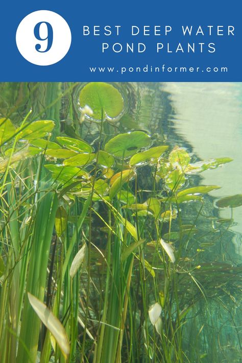 9 of the best deep water pond plants including floating, submerged, and marginals, plus tips on how to plant them. Pond Plants Ideas, Pond Plants That Clean Water, Water Pond Plants, Water Plants For Ponds, Lake Plants, Patio Ponds, Swim Pond, Floating Pond Plants, Raised Pond