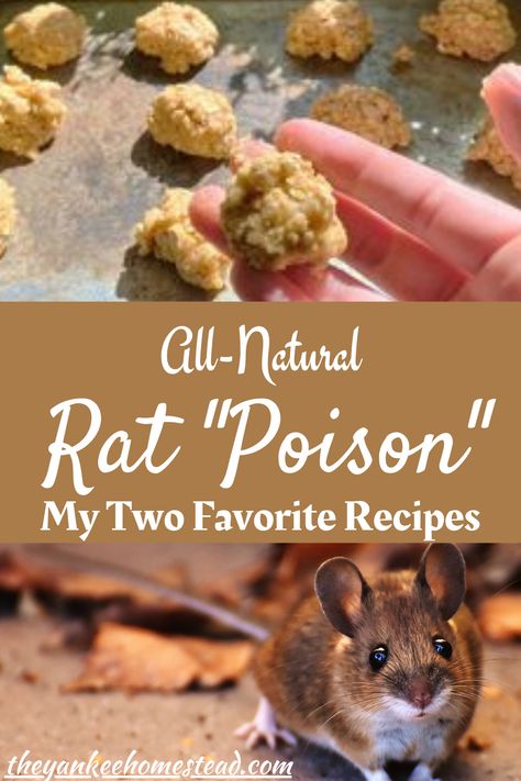 Natural Mouse Repellent For Home, Natural Mouse Poison, Kill Rats Fast, Mice Bait, Homemade Rat Poison, Natural Rat Repellent, Diy Mice Repellent, Killing Rats, Mouse Poison