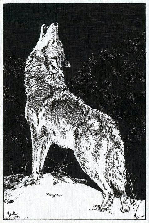 Call of the wild  ¬.!.. Wolf Art Drawing, Drawing Wolf, Fenrir Tattoo, Lup Singuratic, Wolf Sketch, Wolf Illustration, Wolf Artwork, Canine Art, Wolf Drawing