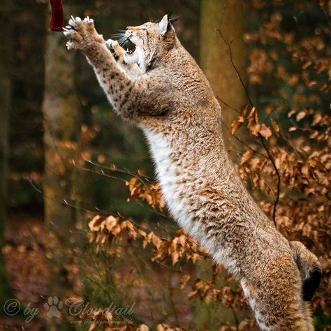 Lynx lynx jump Lynx Lynx, Exotic Cats, Lingerie Shop, Lynx, Big Cats, Wild Cats, Cat Breeds, Animals Wild, Feline