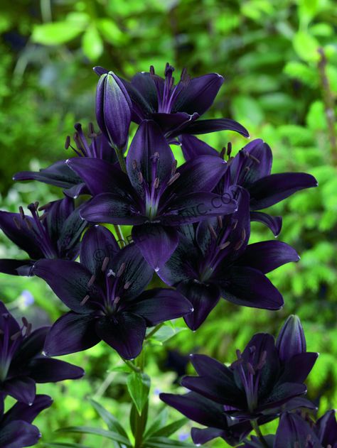 Lillies Black Lilly, Night Rider Lily, Black Lilies, Black Lillies, Purple Lilies, Purple Lily Flower, Goth Flowers, Dark Lilies, Dark Lily Flower