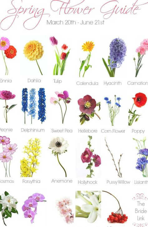 Spring Wedding Flower Guide Spring Wedding Flower, Wedding Flower Guide, Flower Chart, Flower Guide, Flower Meanings, Spring Wedding Flowers, Flower Names, Seasonal Flowers, Spring Flower