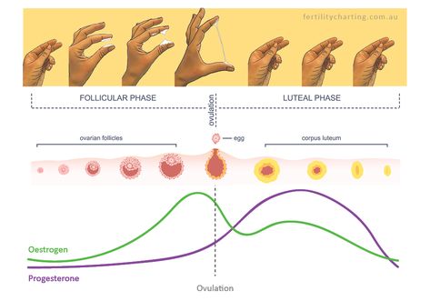 Cervical Mucus Gallery Cycle Discharge, Hormone Nutrition, Fertility Awareness Method, Luteal Phase, The Menstrual Cycle, Cervical Mucus, Fertility Awareness, Fertility Boost, Menstrual Health