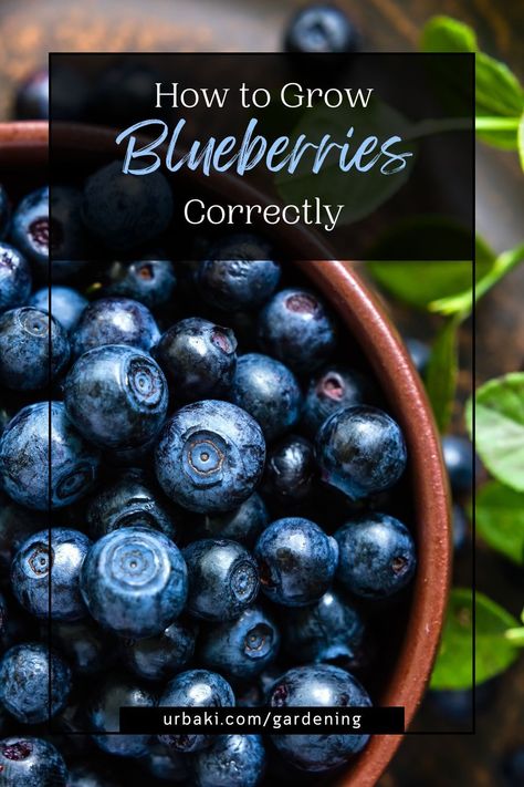 Blueberries In Pots, Blueberries Growing, Grow Berries, Container Landscaping, Container Vegetable Garden, Earth Bending, Blueberry Varieties, Grow Blueberries, Blueberry Gardening