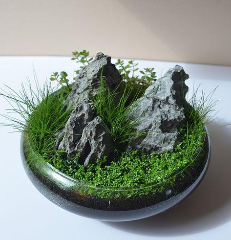 Wabi Kusa | Ivan Lugovic | Flickr Wabi Kusa, Tre Kunst, String Garden, Taman Air, Beautiful Terrariums, Moss Plant, Dish Garden, Bottle Garden, Moss Garden