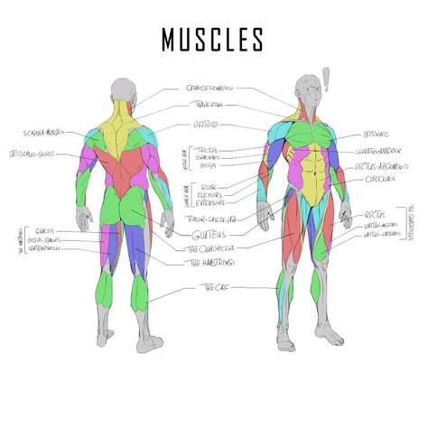 Anatomy, muscles, bone, Bones, skeleton, muscle, anatomy drawing, anatomy study, leg muscles, arm muscles , calf, rectus femoris, abdominis, sketch, drawing, character design, character concept, concept art, stylized anatomy Ab Muscles Diagram, Anatomy Muscles Study, Human Anatomy Art Reference, Arm Muscles Anatomy, Muscle Drawing Reference, Face Muscles Anatomy, Muscle Chart, Muscle Study, Body Muscle Anatomy