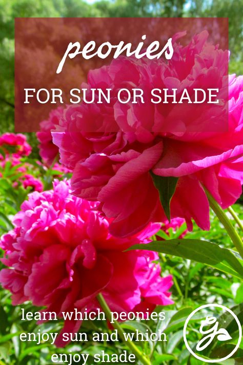 Peonies are a classic garden perennial, but do they like sun or shade? Click here for the answer and to learn more. Peony Garden Bed, Peony Varieties, Shady Gardens, Itoh Peonies, Peony Bush, Planting Peonies, Growing Peonies, Tree Peony, Garden Flower Beds