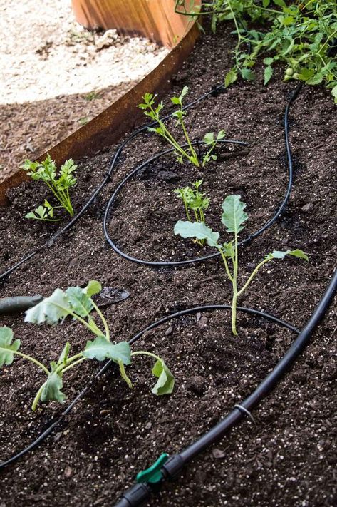 Drip Line Irrigation, Diy Drip Irrigation System, Irrigation System Diy, Irrigation Diy, Drip Irrigation Diy, Micro Sprinkler, Lawn Irrigation, Soaker Hose, Outdoor Remodel