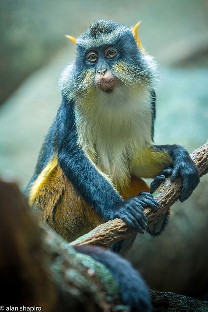 The Wolf's mona monkey (Cercopithecus wolfi), also called Wolf's guenon, is a colorful Old World monkey in the Cercopithecidae family. It is found in central Africa, primarily between the Democratic Republic of the Congo and Uganda. It lives in primary and secondary lowland rainforest and swamp forest. Different Kinds Of Monkeys, Regnul Animal, Blue Monkey, Mandrill, Interesting Animals, Animal Portraits, A Monkey, Unusual Animals, Rare Animals