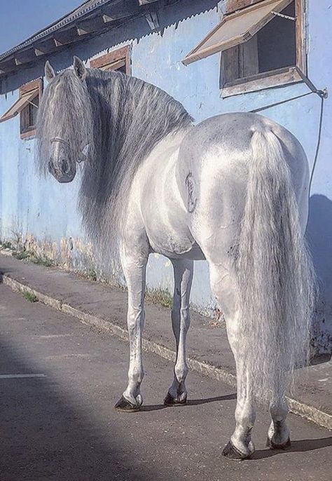 Silver stallion Ahal Teke, Akhal Teke Horses, Rare Horses, Cute Horse Pictures, Matter Of Time, Andalusian Horse, Horse Aesthetic, Most Beautiful Horses, Friesian Horse