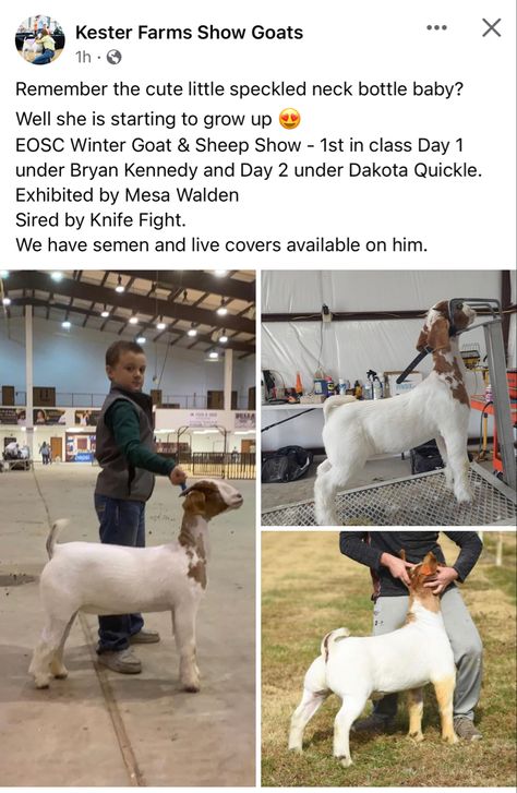 Livestock Judging, Farm Show, Show Goats, Boer Goats, Show Cattle, Showing Livestock, Cute N Country, Sheep, Goats