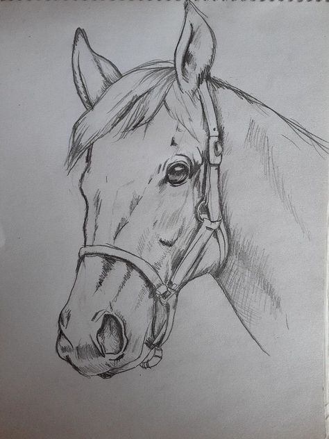 Sketches Of Animals Easy, Drawings Of Horses Sketches Easy, Pencil Drawings Of Animals Easy, Animal Drawings Horse, Horse Face Sketch, Drawing Horses Sketches, Horse Art Drawing Sketches, Drawing Ideas Horse, Horse Drawings Pencil