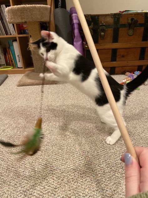 black and white kitten playing with feather toy Black And White Kitten, Black And White Kittens, Kitten Playing, White Kitten, Cat Reference, White Kittens, Kittens Playing, Cat Playing, White Cat