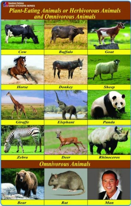 Herbivores Animals, Omnivorous Animals, Herbivorous Animals, Rat Man, Animal Activities, Education Poster, Natural History, Animals Wild, Goats