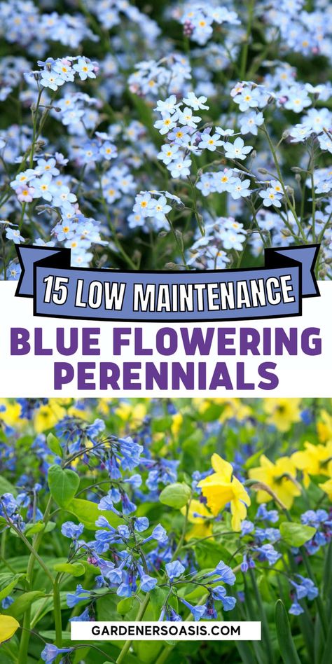 Blue And White Garden, Blue Flowering Plants, Easy To Grow Plants, Beautiful Blue Flowers, Flowering Perennials, Drought Tolerant Perennials, Blue Delphinium, Blue Plants, Hydrangea Not Blooming