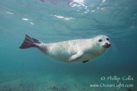 Harbor Seal- Image for Painting A Seal, Sea Lion, In The Ocean, Black Canvas, The Ocean, Lion, Swimming, Canvas, Water