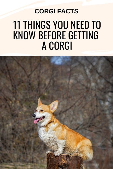 11 Things You Need to Know Before Getting a Corgi Corgi Dog Breed, Corgi Facts, Pembroke Welsh Corgi Puppies, Cute Corgi Puppy, Corgi Owner, Welsh Corgi Puppies, Corgi Funny, Dog Training Advice, Dog Training Videos