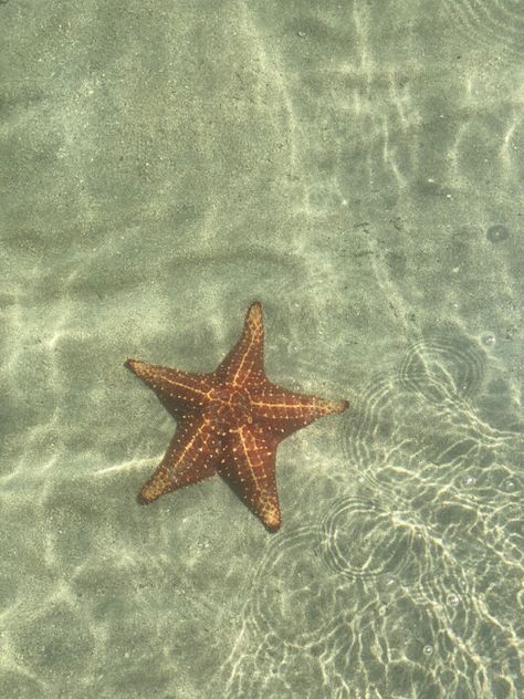 Starfish, The Beach, Water