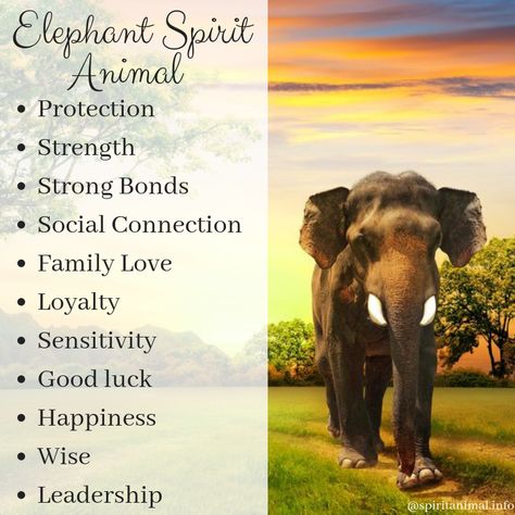 What is the meaning of the Elephant? This animal totem is primarily associated with luck, our self-knowledge, family life, nurturing others and ourselves and tapping into the divine feminine wisdom. Elephant Spiritual Meaning, Elephant Symbolism Meaning, Elephant Quotes Inspirational, Elephant Spirit Animal, Animal Totem Spirit Guides, Elephant Quotes, Spirit Animal Meaning, Elephant Facts, Animal Meanings