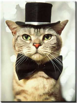 It's the 2013 A'cat'emy Awards! Submit your silly feline videos for your chance at at prize! Gatos Cool, Image Chat, Cat Hat, Cat Costumes, Cats Meow, Crazy Cat Lady, 귀여운 동물, Beautiful Cats, Top Hat