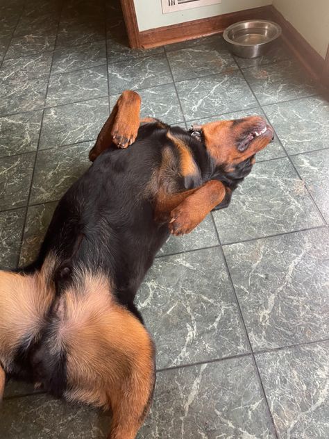 Love laying on his back Dog Laying On Back, Rottweiler, On Back, Dogs, Animals