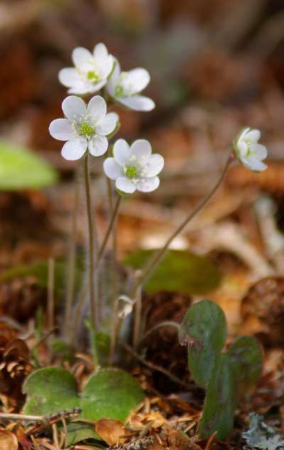 Round-Lobed Hepatica, Hepatica nobilis var. obtusa. Grows 6" in height. Part Shade/ Shade. Native to Indiana. Ontario Wildflowers, Hepatica Nobilis, Deciduous Forest, Northern Ontario, Woodland Flowers, Plant Fungus, Forest Plants, Dry Creek, Wildflower Garden