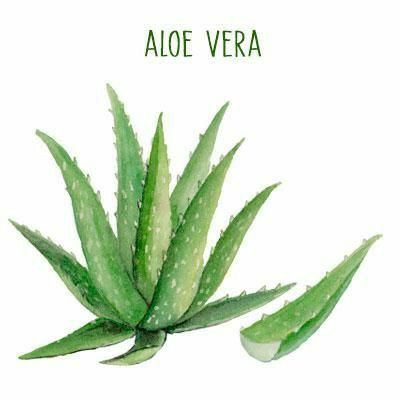 Teaching Plants, Amber Day, Drawing Plants, Plants Drawing, Planting For Kids, Aloe Vera Plant, Botanical Illustration Vintage, Watercolor Plants, Aloe Leaf