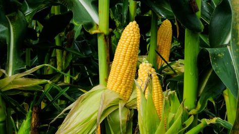 HGTV shares a quick and easy method for freezing corn — both freezing corn on the cob and freezing corn off the cob — using basic kitchen essentials. Blanching Corn, Freezing Cabbage, Freezing Onions, Freezing Cherry Tomatoes, Freezing Corn, Corn Crop, Freezing Vegetables, Growing Corn, Cucumbers And Onions