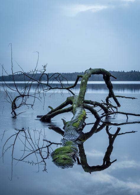 Freezing Water, Cold Lake, Fallen Tree, Below The Surface, At The Lake, Salt And Water, Autumn Trees, The Sky, Encouragement