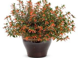 Cuphea Plant, Firecracker Plant, Xeriscape Ideas, Proven Winners Perennials, Heather Plant, Corn Plant, Starting Seeds Indoors, Overwintering, Lilac Roses