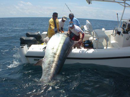 We're going to need a bigger boat, captain ! Bluefin Tuna Fishing, Marlin Fishing, Best Fishing Rods, Bluefin Tuna, Tuna Fishing, Monster Fishing, Fishing Stuff, Offshore Fishing, Fishing Pictures