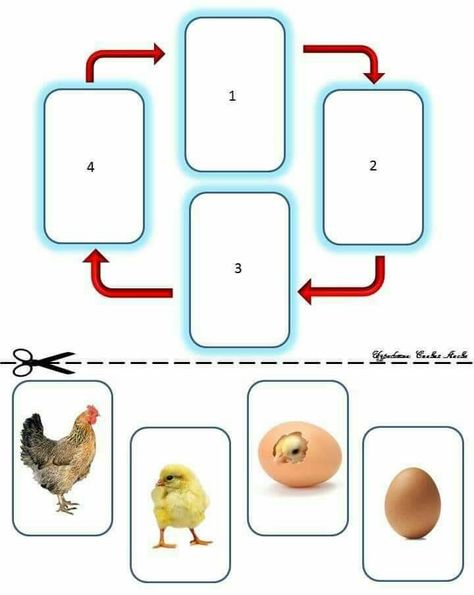 Chicken Life Cycle Worksheet, Chicken Activities For Kids, Life Cycle Worksheet, Life Cycles Preschool, Sequencing Activities Kindergarten, Kids Worksheets Preschool, Sequencing Activities, Preschool Art Activities, Math Activities Preschool