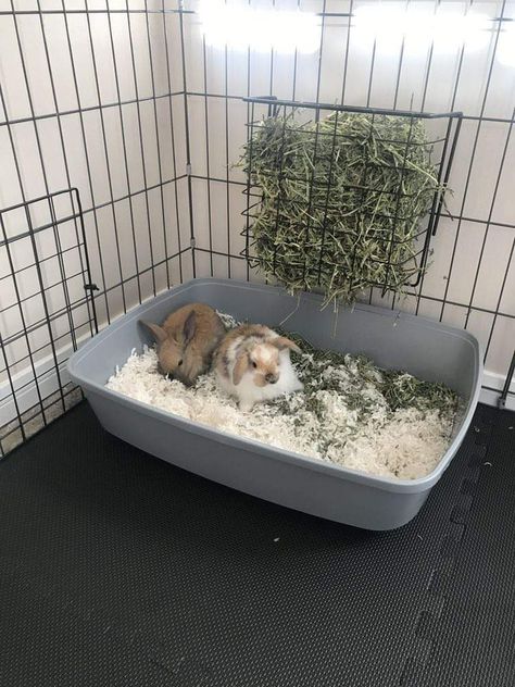 Bunny Food Storage, Holland Lop Bunnies Care, Cute Bunny Cage Ideas, Diy Bunny Cage, Holland Lop Rabbit, Holland Lop Bunny, Indoor Rabbit Cage, Lop Bunnies, Holland Lop Bunnies