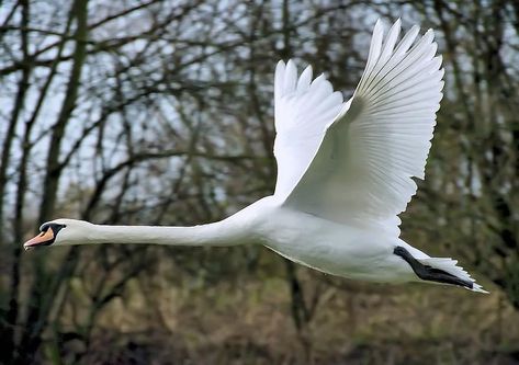 swan, flying, wing, mute swan, cygnus olor, duck bird, cygnus, bird, stretched | Pikist Swan Flying, Swan Pictures, Baby Swan, Trumpeter Swan, Mute Swan, Duck Bird, Beautiful Swan, Big Animals, White Swan