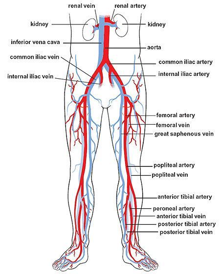 circulation in the legs Blood Vessels Anatomy, Arteries Anatomy, Vascular Ultrasound, Medical Sonography, Diagnostic Medical Sonography, Interventional Radiology, Arteries And Veins, Human Body Anatomy, Lower Limb