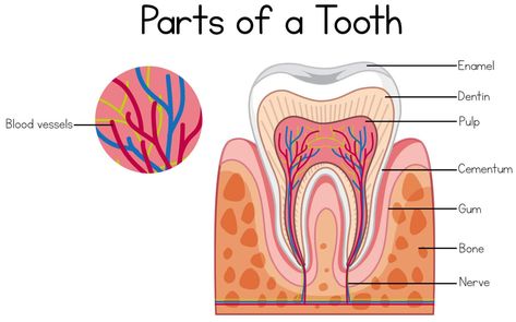 What are teeth made of? Parts Of A Tooth, How To Draw Teeth, Draw Teeth, Teeth Diagram, Dental Health Week, Teeth Illustration, Human Body Science, Teeth Drawing, Dental Health Care