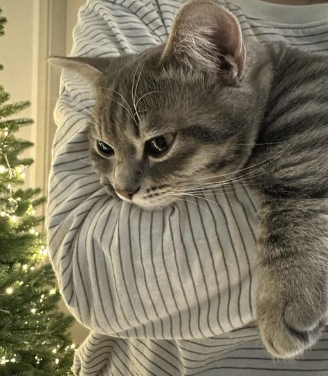 Silver Cat Aesthetic, Gray Striped Cat, Grey Tabby Cat, Silver Tabby Cat, Grey Tabby, Grey Kitten, Grey Cat, Striped Cat, Cat Aesthetic