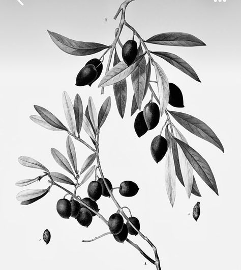 Olive Branch Tattoo, Branch Drawing, Arm Tats, Branch Tattoo, Greek Tattoos, Real Tattoo, Spine Tattoos, Best Tattoo Designs, Art Tattoos