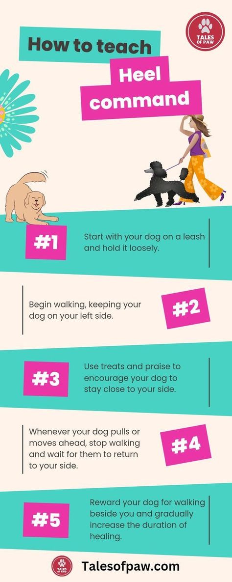 5 how to teach heel command How To Teach A Dog To Heel, Dog Commands Training, Dog Obedience Training, Dog Commands, What Kind Of Dog, Dog Brain, Dog Training Videos, Dog Nutrition, Train Your Dog