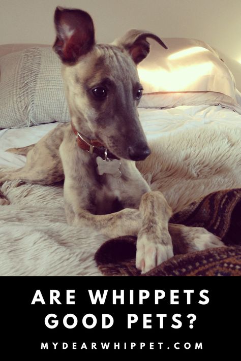 It's exciting to think about sharing your life with a pet dog. If you're a dog lover, you've probably dreamed of the day when you could give a dog a loving home. If you’re considering sharing your life with a Whippet you'll havemany questions. Are whippets good pets? Will my home be right for them? How are Whippets with children? FInd out what I think as a Whippet owner of 8 years. Whippet Rescue, Whippet Dog, Dog Facts, Whippet, Made Goods, Pet Dog, Dog Lover, My Home, A Dog