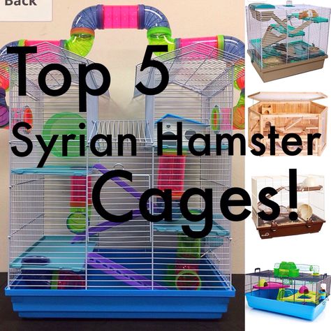 The best Cages for Syrian hamsters online! Big Hamster Cages, Syrian Hamster Cages, Winter White Hamster, Cool Hamster Cages, Robo Hamster, Large Hamster Cages, Hamster Tube, Classroom Pets, Hamsters As Pets