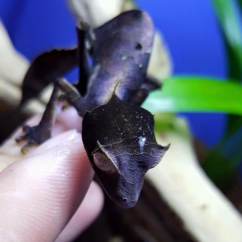 Leaf Tailed Gecko, Satanic Leaf Tailed Gecko, Snake In The Grass, Animals Information, Reptile Room, Jungle Forest, Reptile Cage, Reptile Enclosure, Sea Dragon