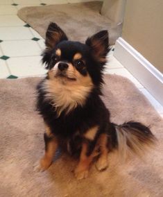 When Can I Stop Crating My Chihuahua? Small Black Chihuahua, Long Haired Chihuahua Puppy, Black Chiuahaha, Black Chiwawa, Black And Brown Chihuahua, Long Haired Chihuahua Puppies, Tiny Dog Breeds, Black Chihuahua, Baby Chihuahua