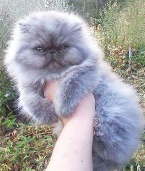 14 Different Moods of Persian Cats – The Paws Shorthair Persian Cat, Munchkin Persian Cat, Cat Knowledge, Teacup Persian Cats, Persian Cat Doll Face, Himalayan Persian Cats, Sassy Cats, Munchkin Kitten, Persian Kittens For Sale